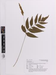Anemia phyllitidis. Herbarium specimen of a plant from Kerikeri, AK 327905, showing a fertile frond with one of a basal pair of fertile pinnae on a long stalk.
 Image: Auckland Museum © Auckland Museum CC BY-NC 3.0 NZ